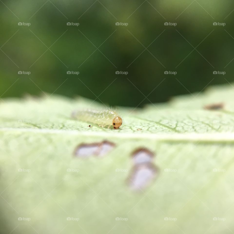 Tiny caterpillar on leaf