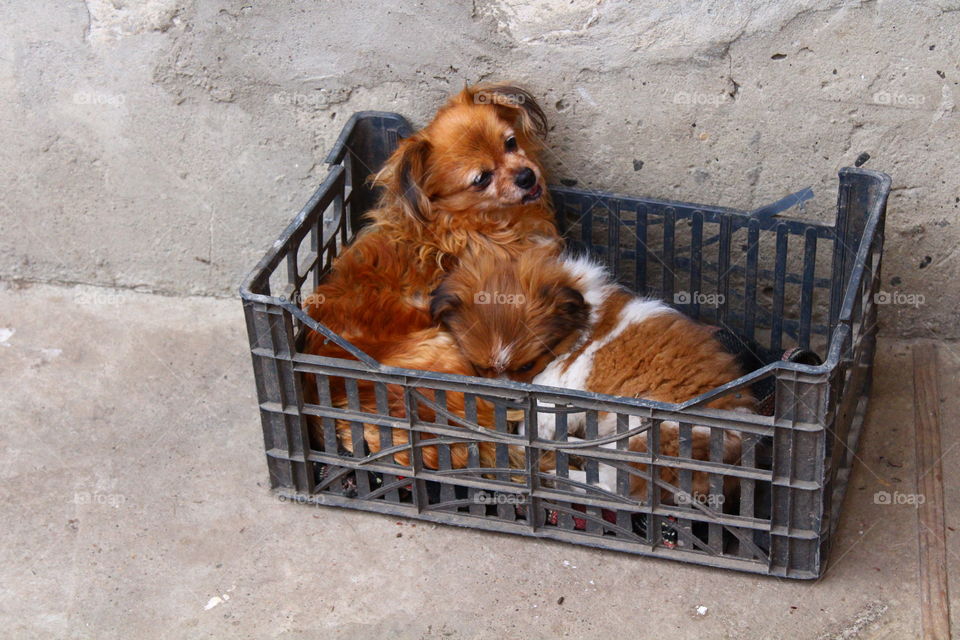 Beautiful small dogs mother and son in a plastic box