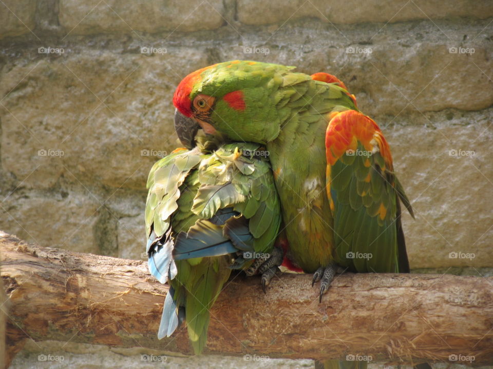 Macaw Love