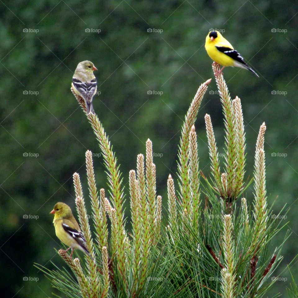 Three American Goldfinches in a Pine tree