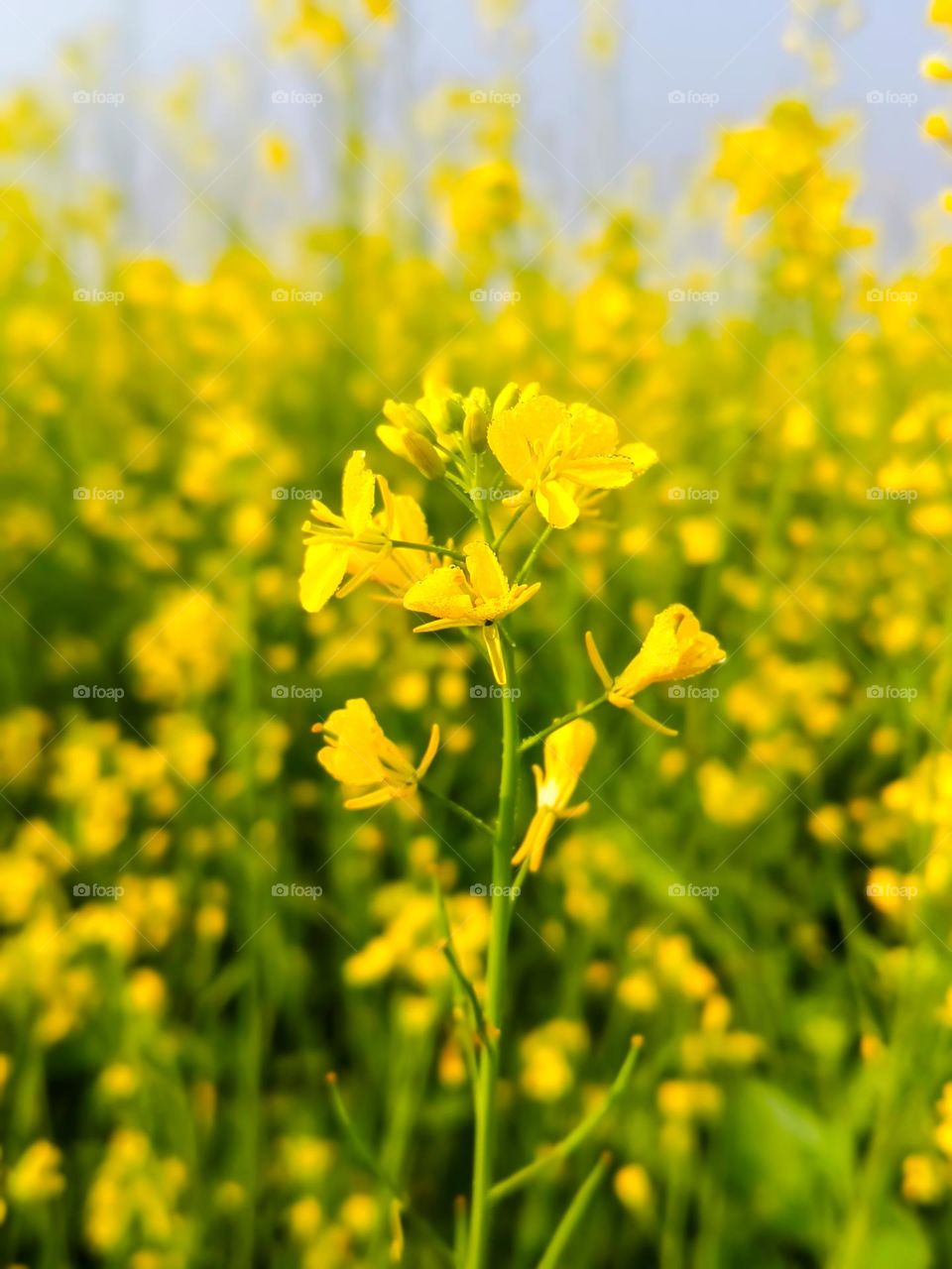 Mustard Flowers in the Field