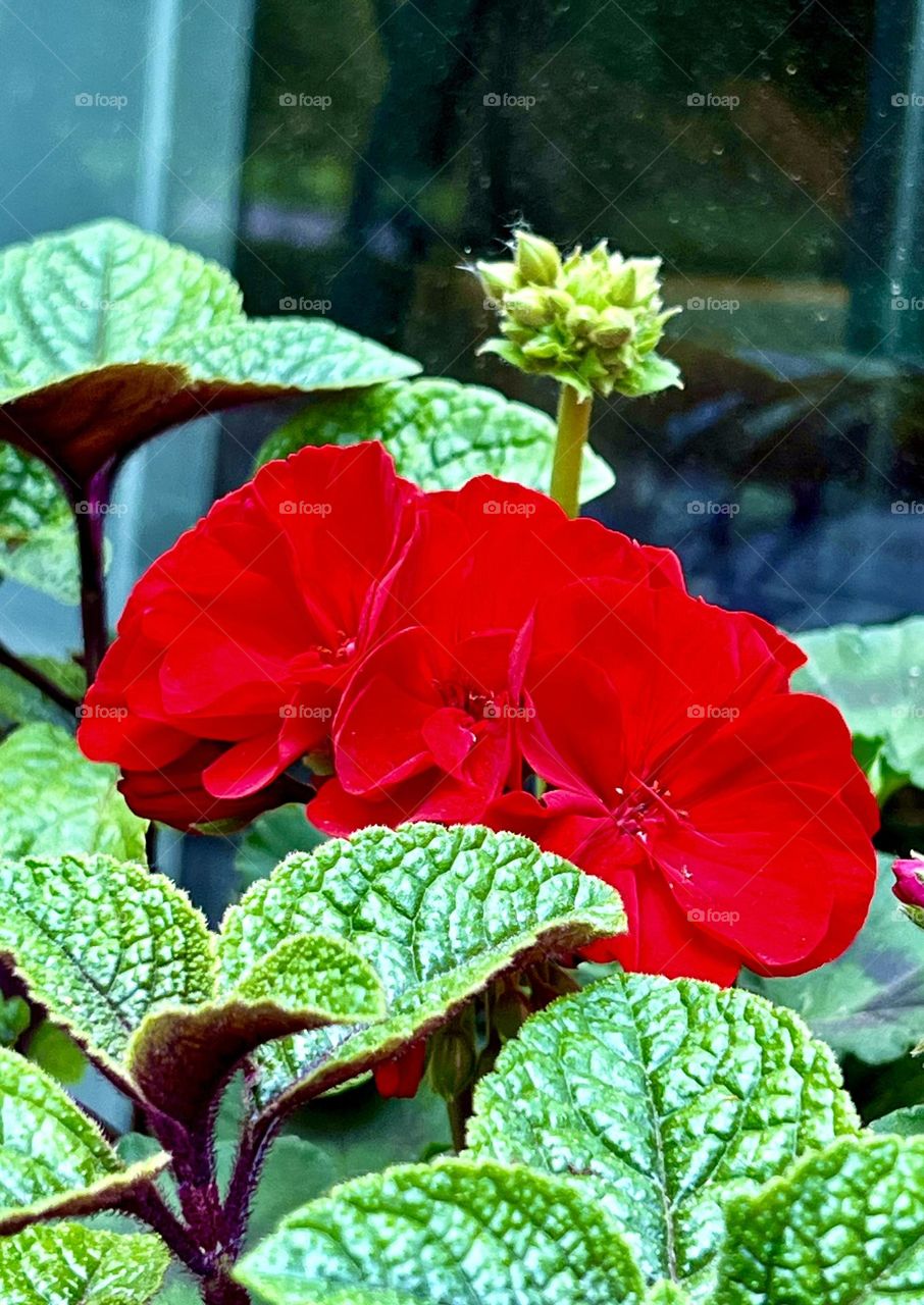 Red Geranium Pelargonium