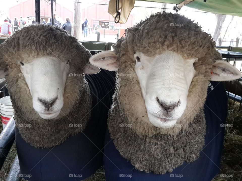 two cute sheeps