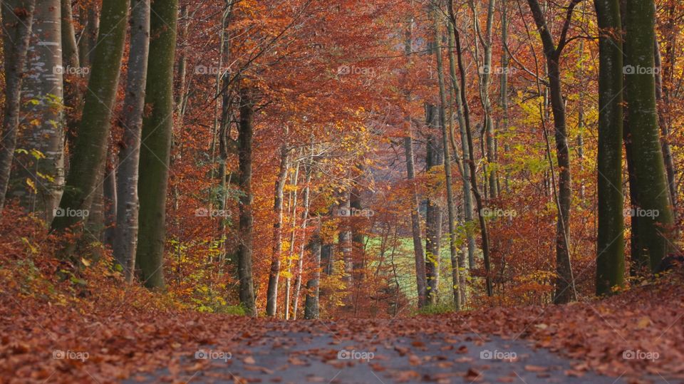 Road passing through the autumn forest