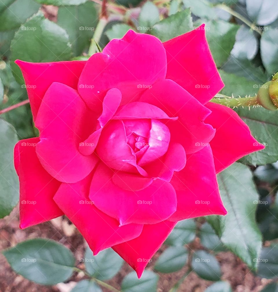 rose