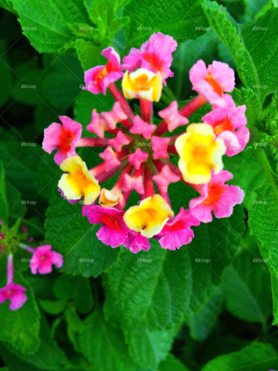 That flower in the garden.