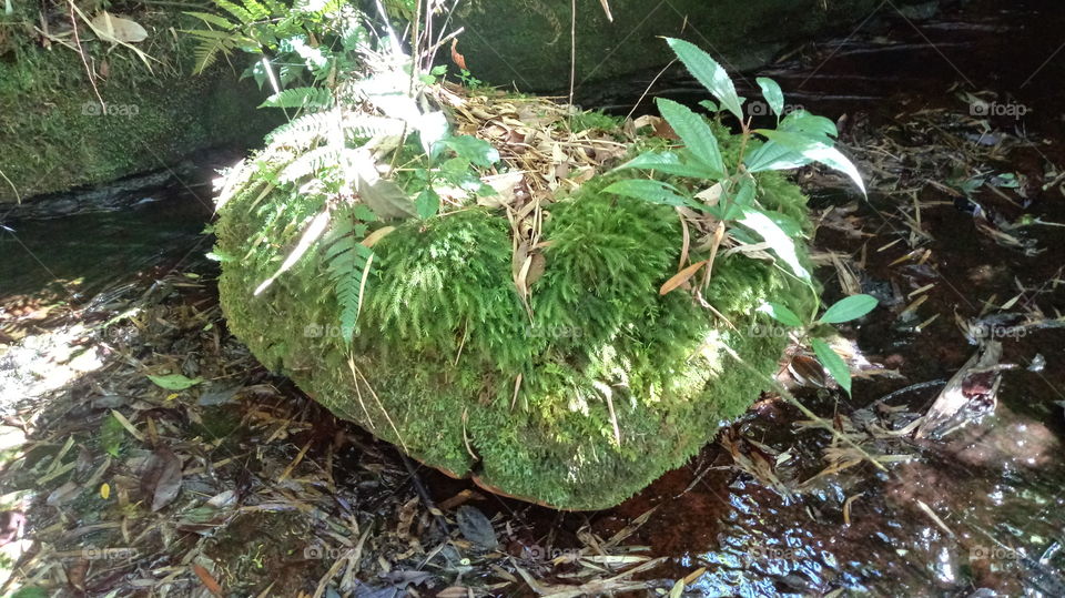 PEDRA VEGETAÇÃO LEITO DO RIO
