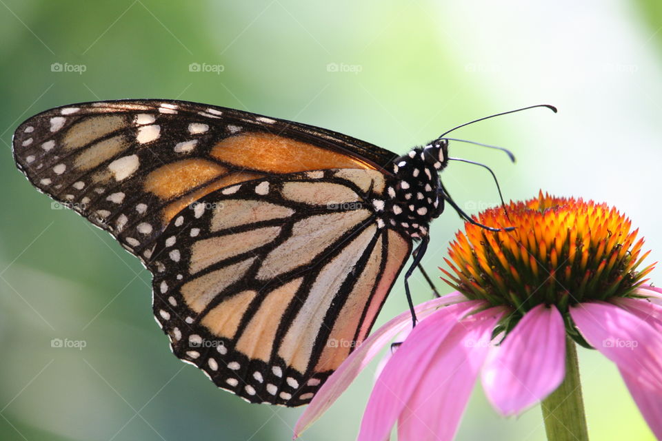 Monarch butterfly on Echinacea flower