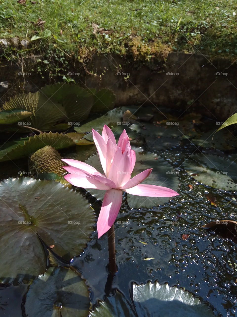 Water Lilly