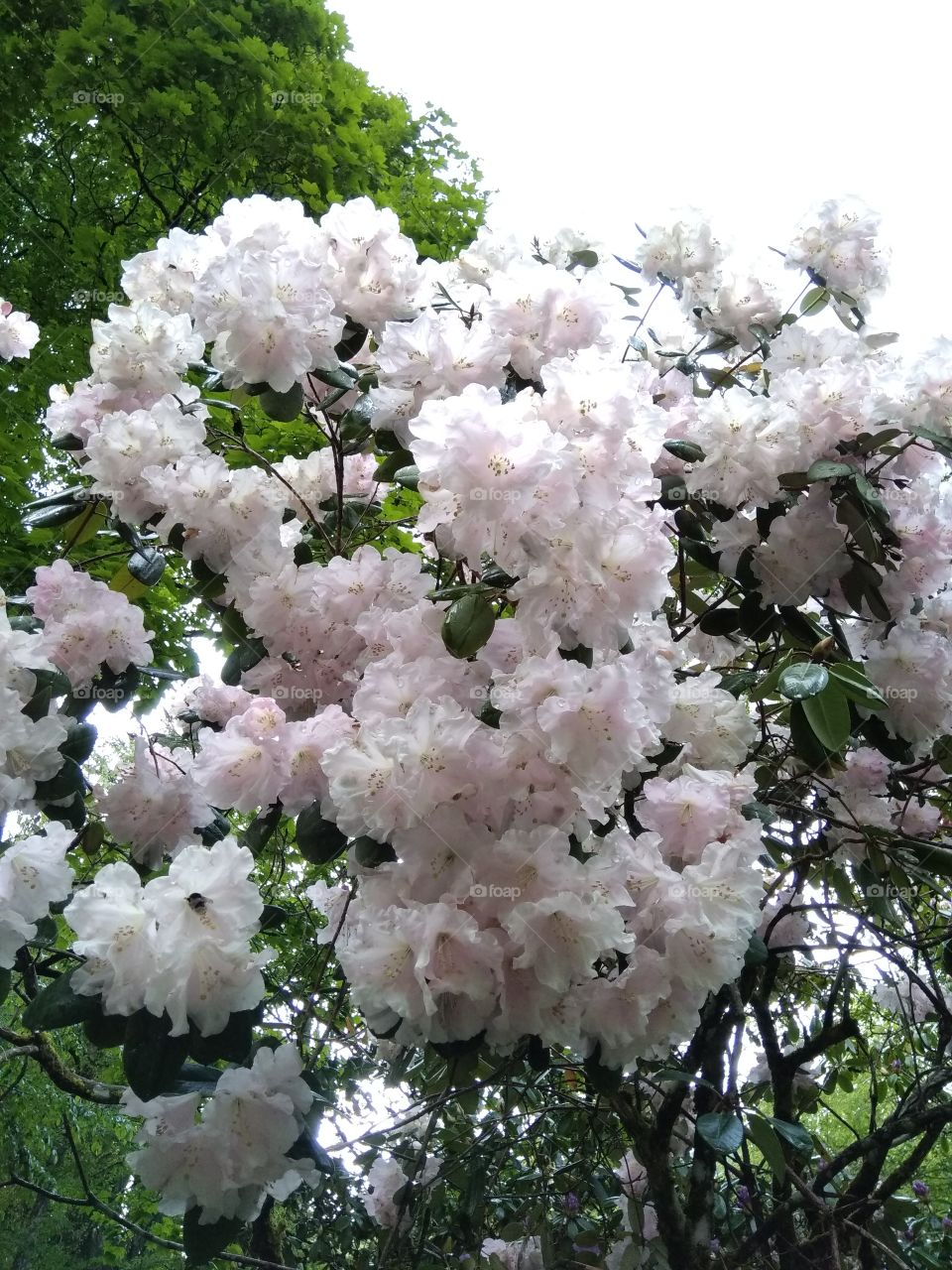 Kurpark in Bad Wildbad