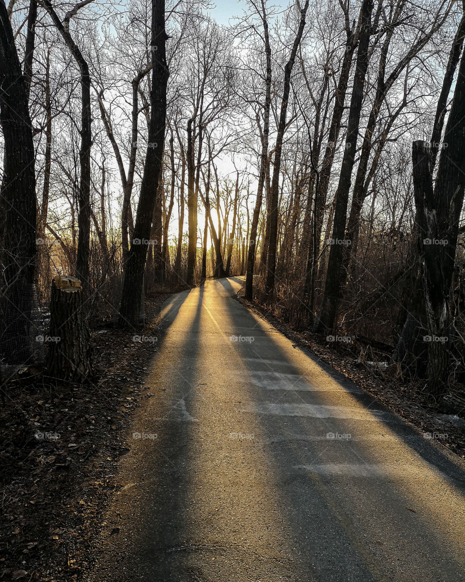 sunrise on a path through trees