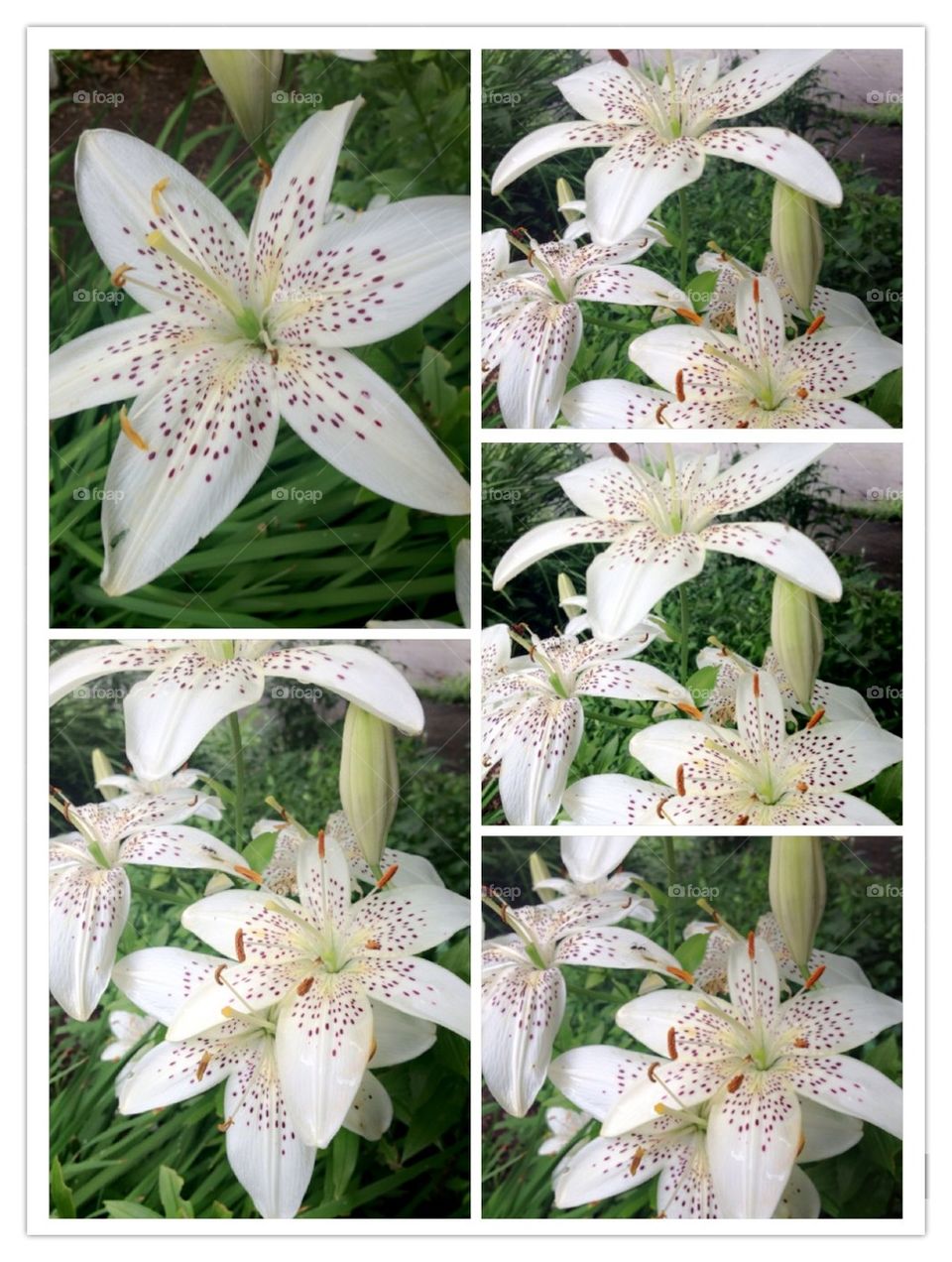 Lily dressed in white