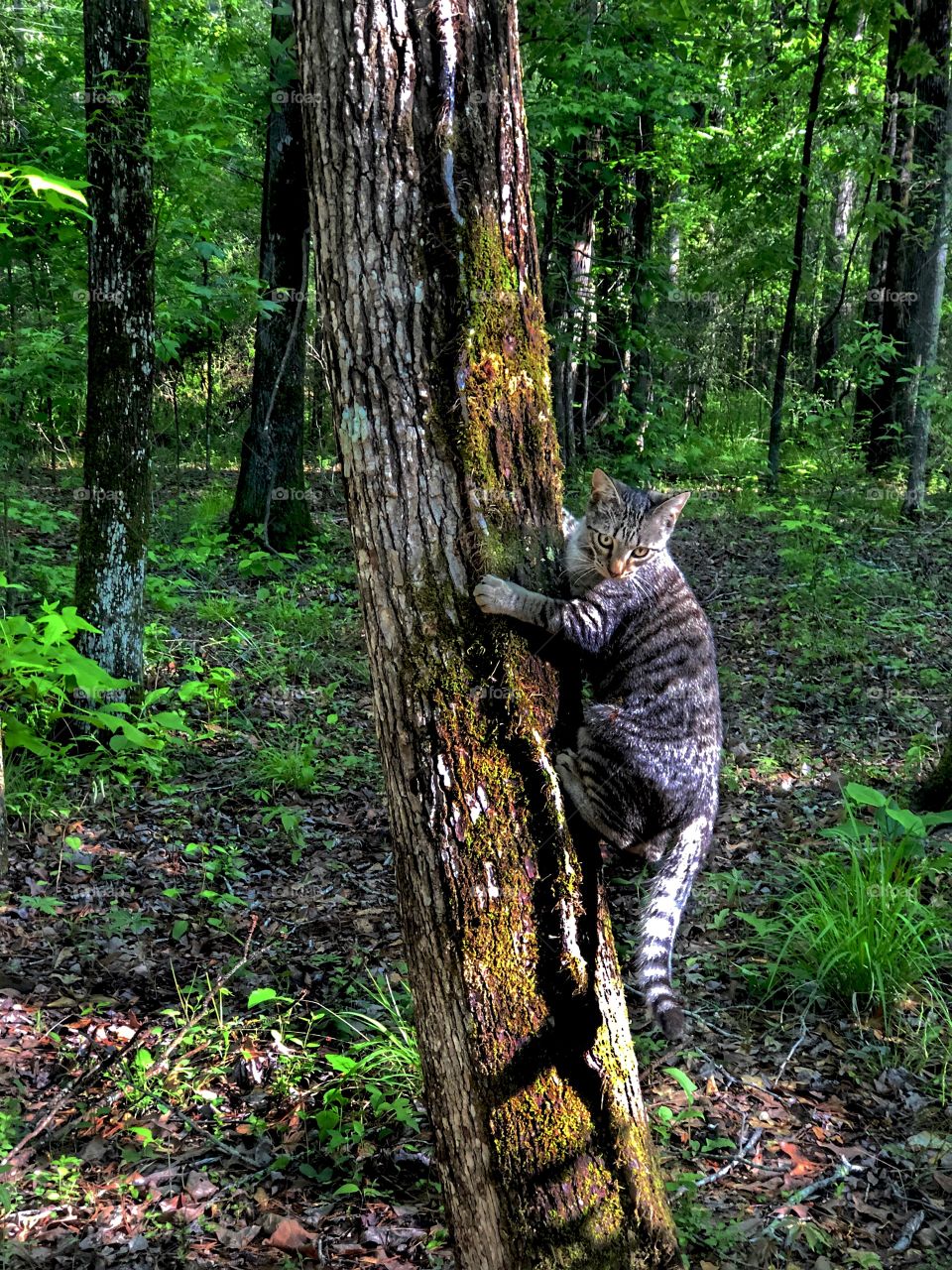 Benjamin Linus Climbing Tree