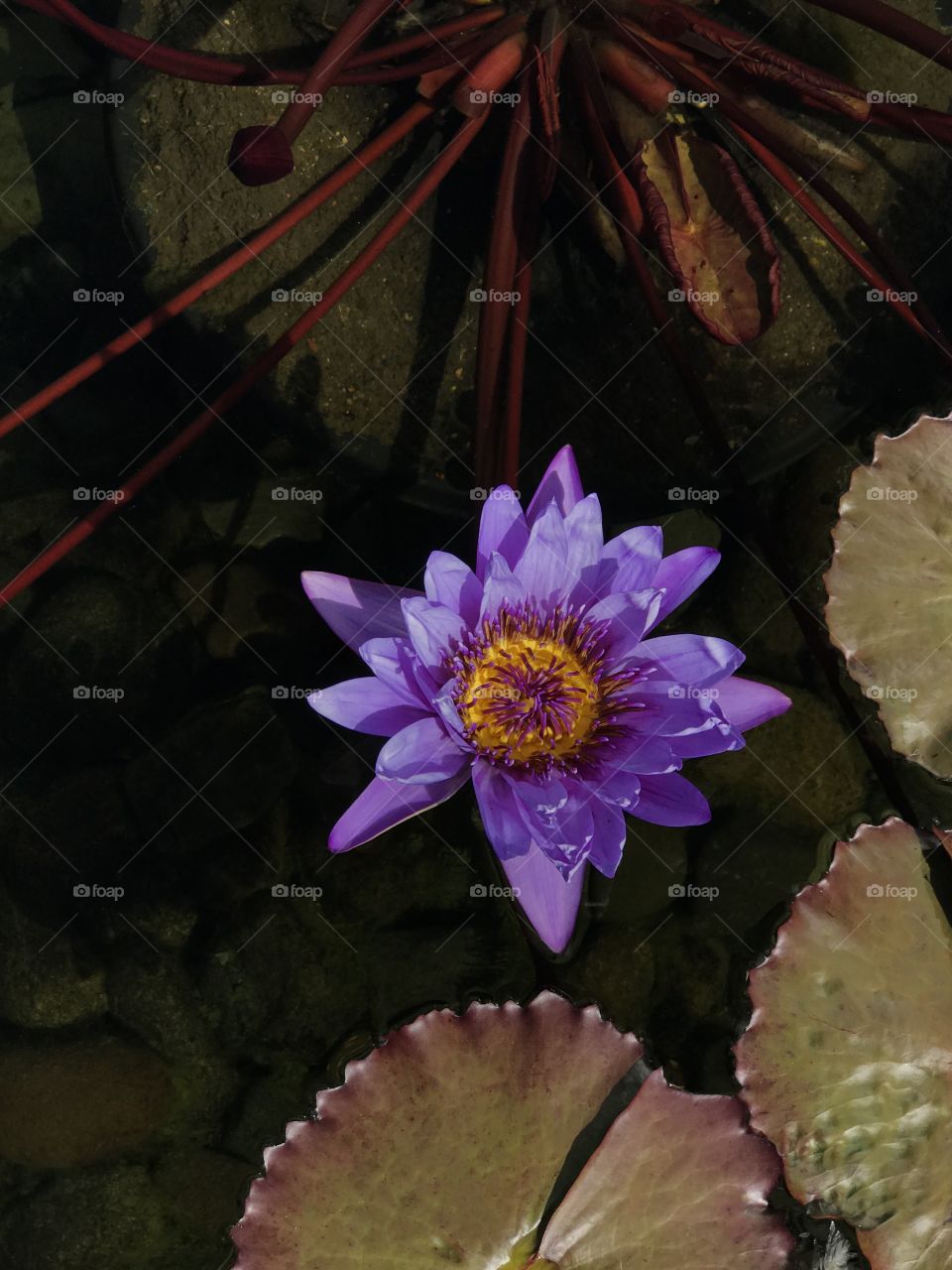 Water lily on pond