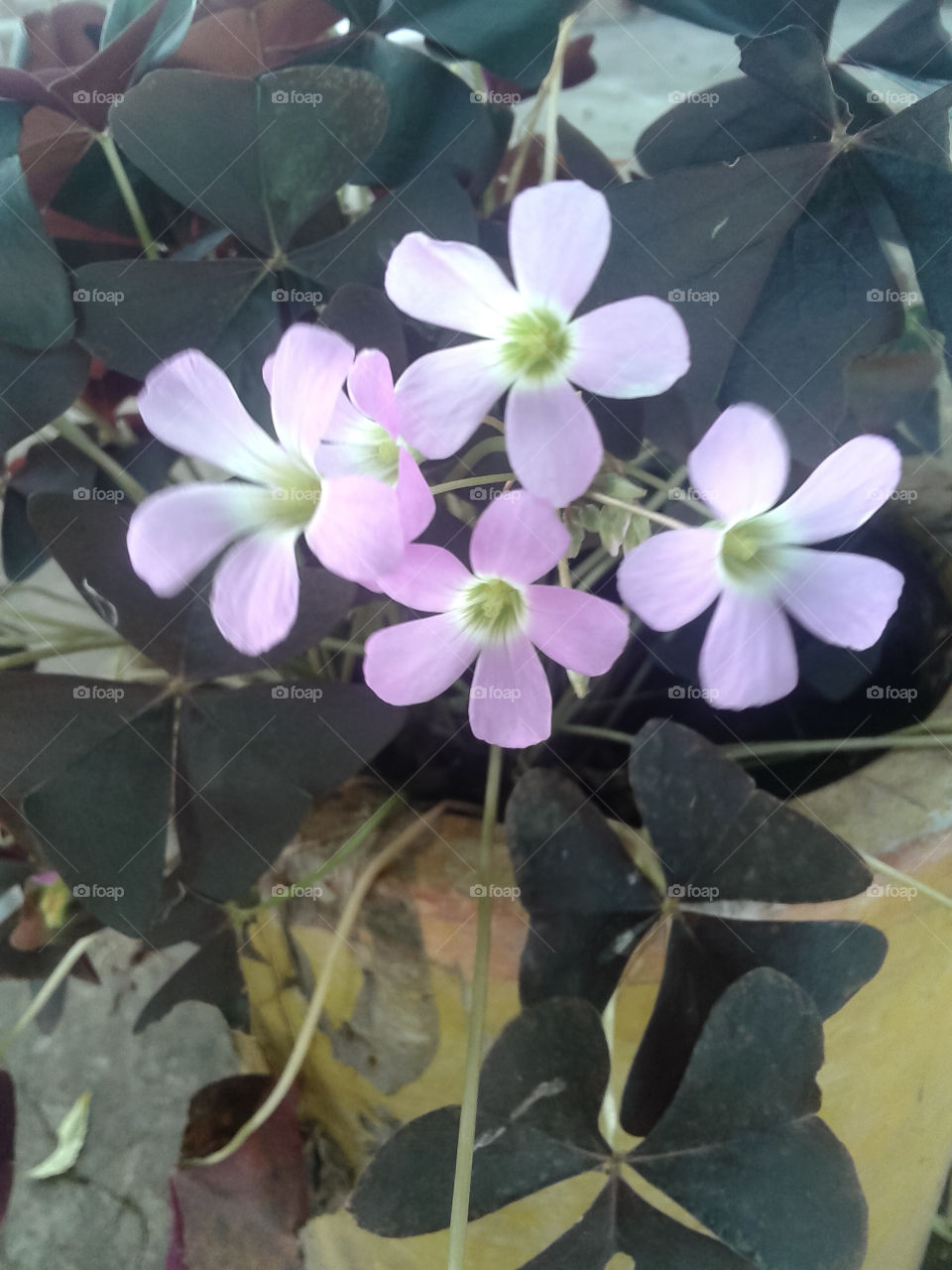 flores lilás