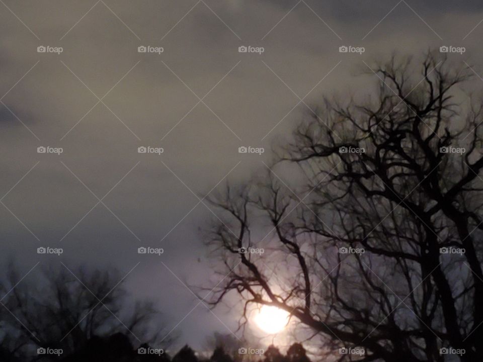 Full moon through the tree