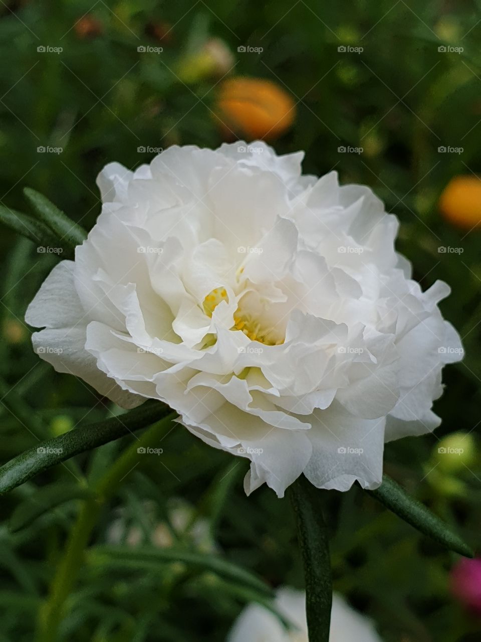 the portulaca grandiflora