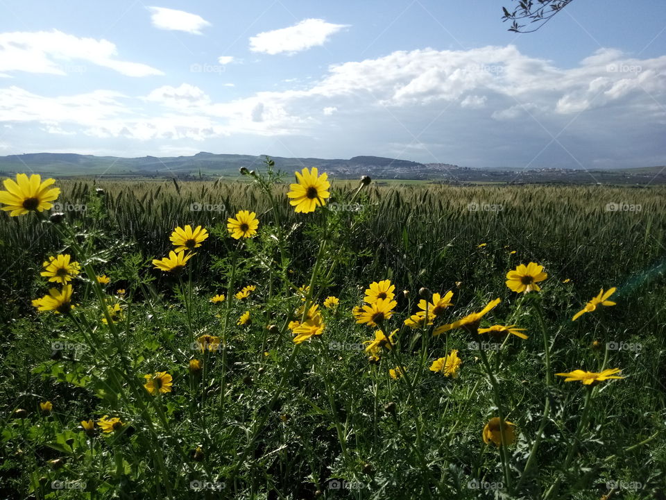 Paysage champêtre
(Sur la route de Kélibia)