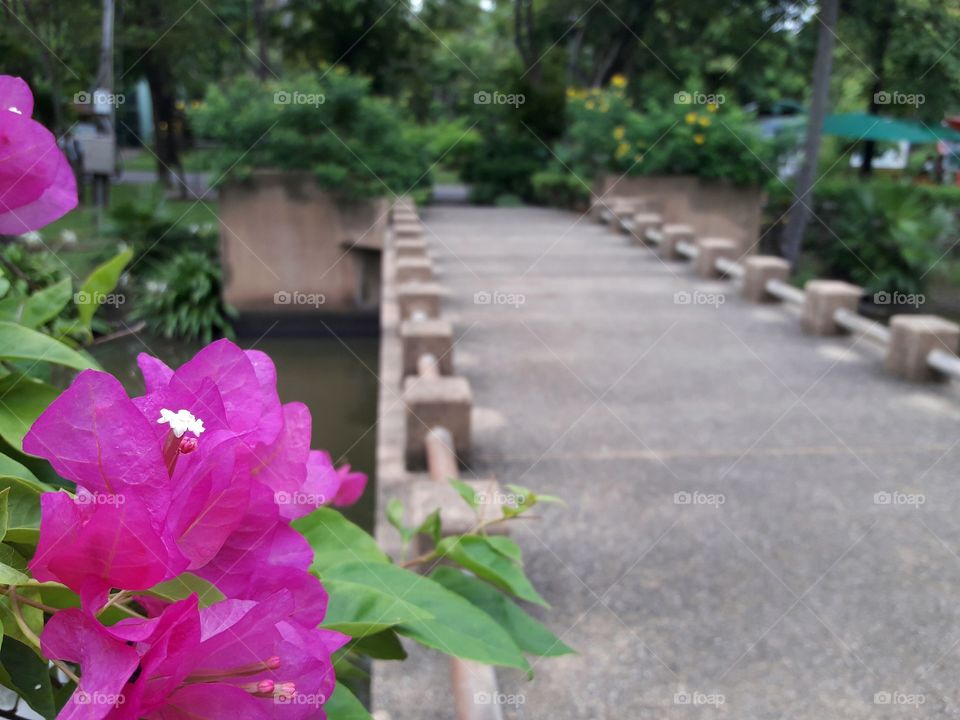 pink bougainvillea flower with nature view