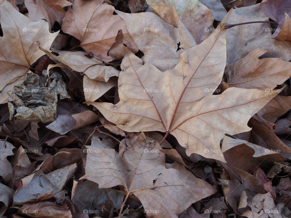 High angle view of dry leaves