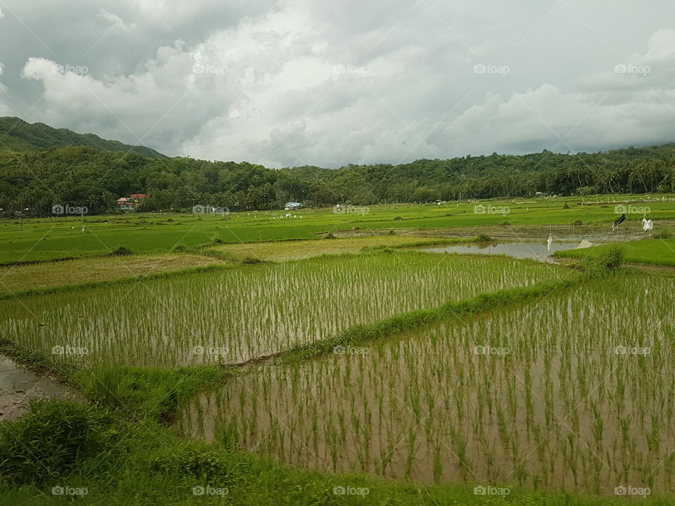 ricefields