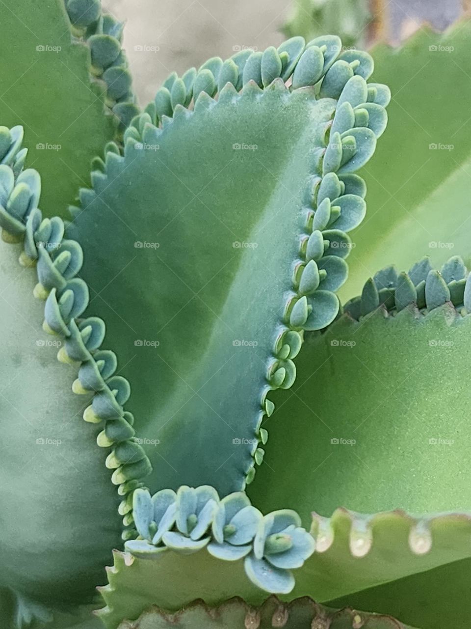 young suckers of leaf of life