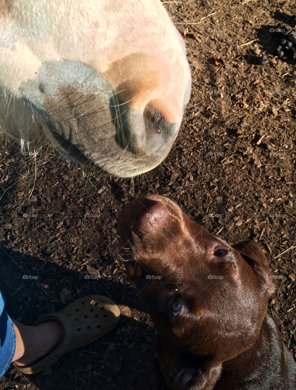 Nose to nose