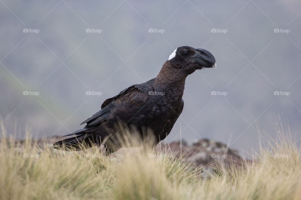 A thick billed Raven in Ethiopia 