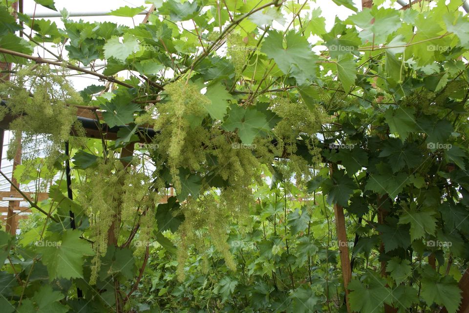 Grape farm in Lithuania
