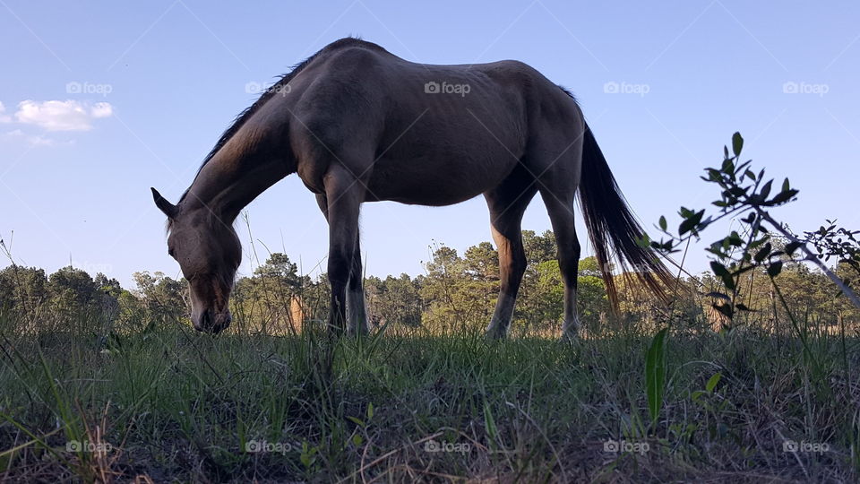 horse