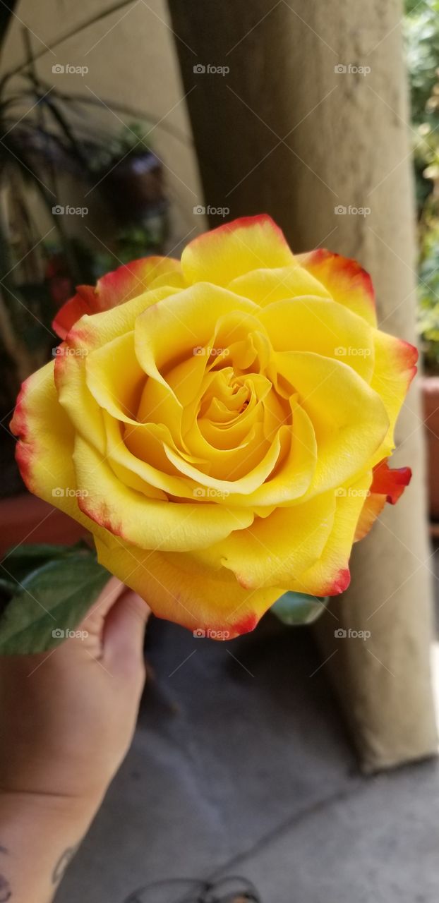 yellow & red perfectly bloomed rose