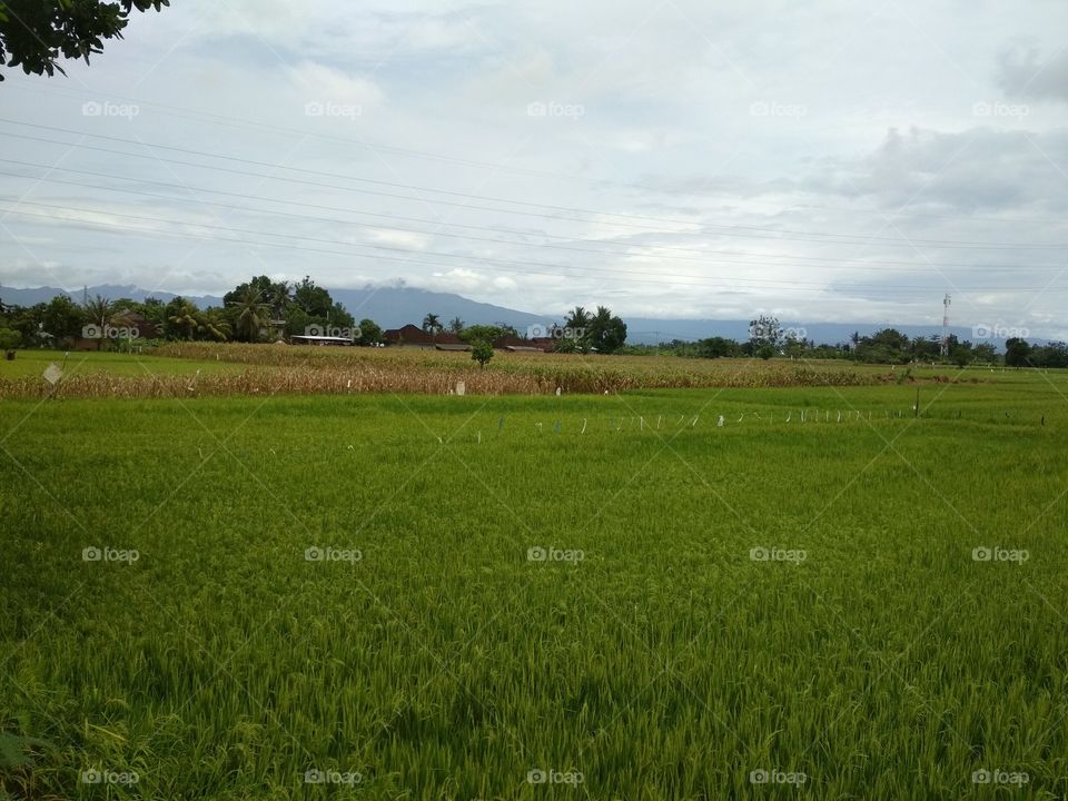 Field of paddy