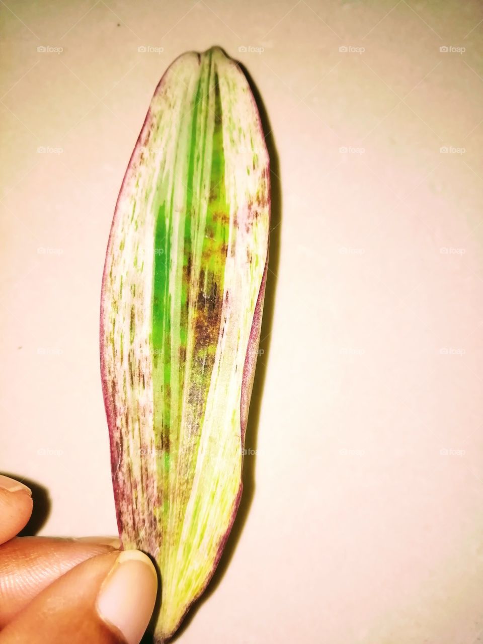 Plant and green colour