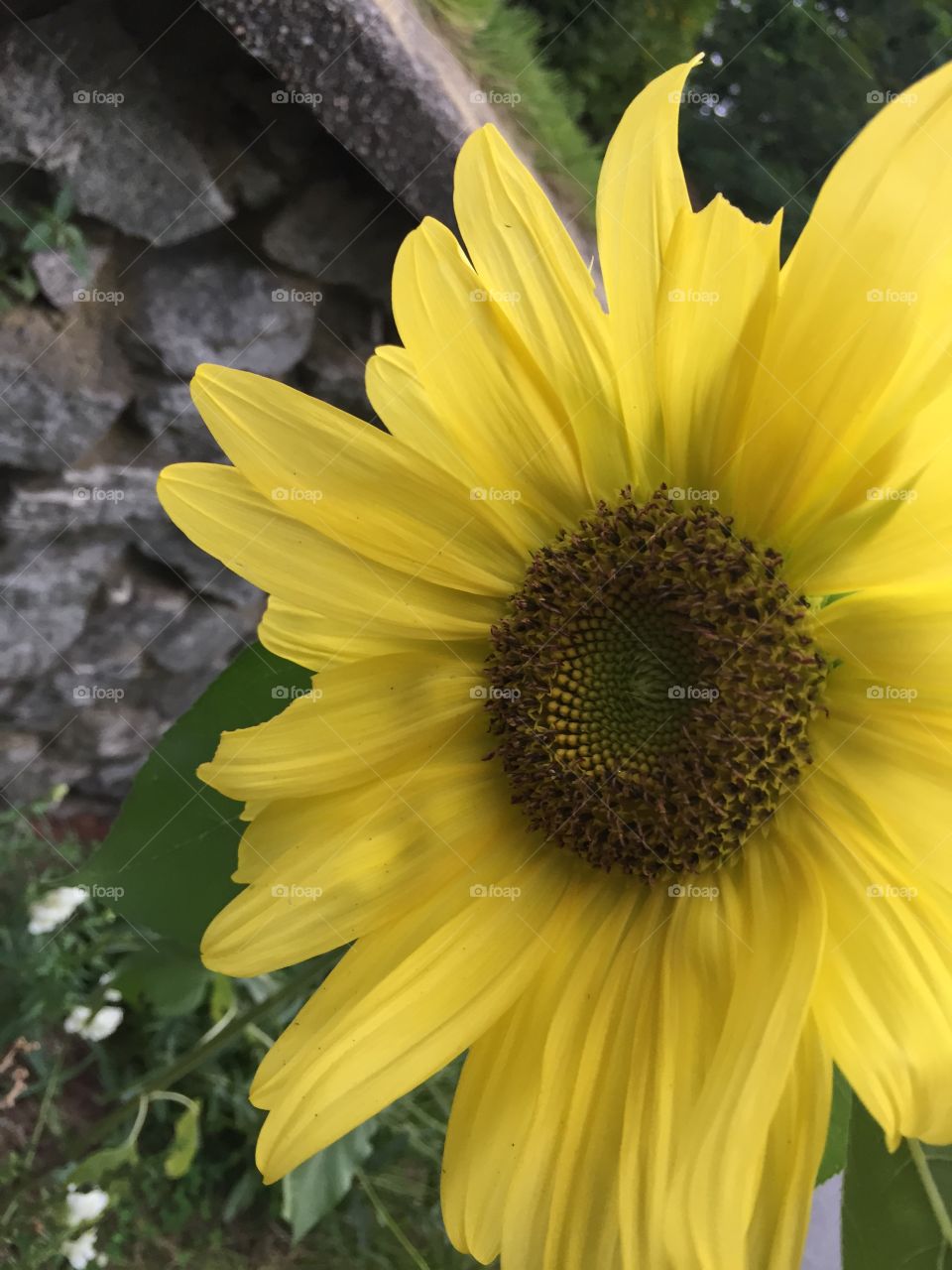 Bright Sunflower!