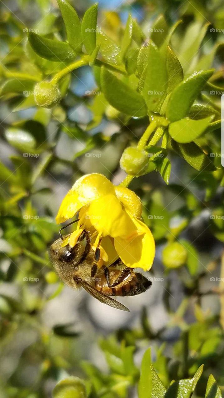 pollination in full force