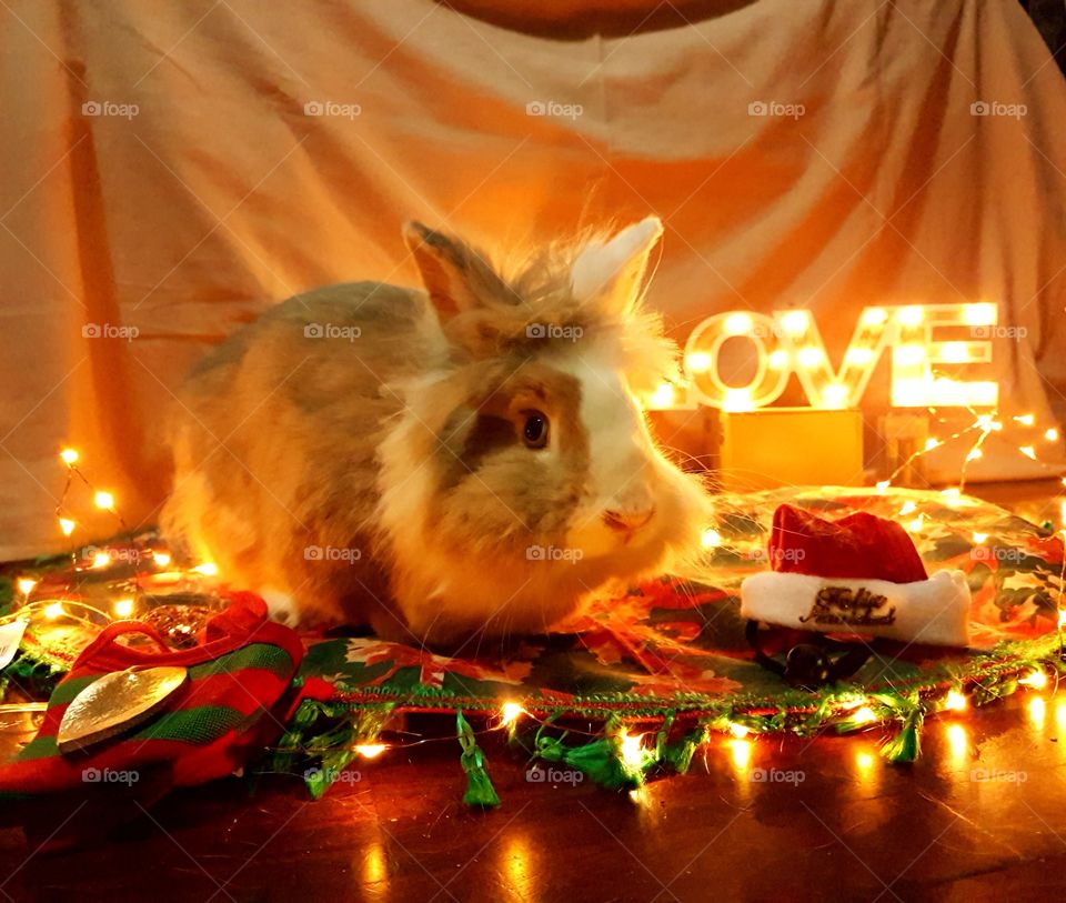 bunny enjoying christmas time