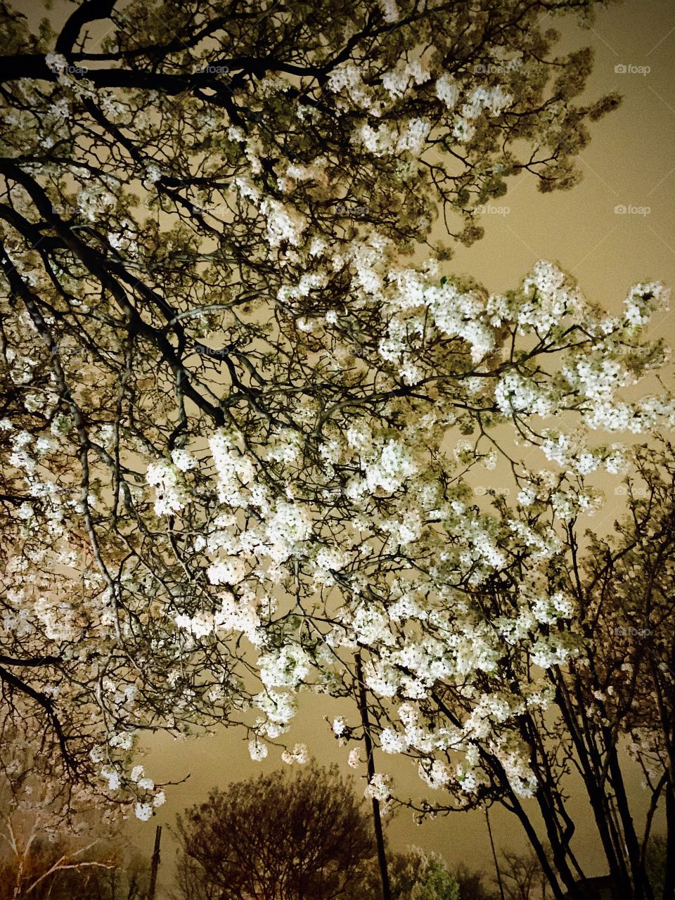 Bradford Pear at Dusk