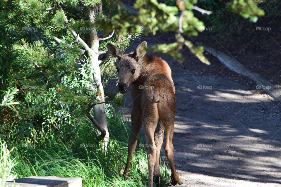 Baby moose at Rocky mountain national park. 