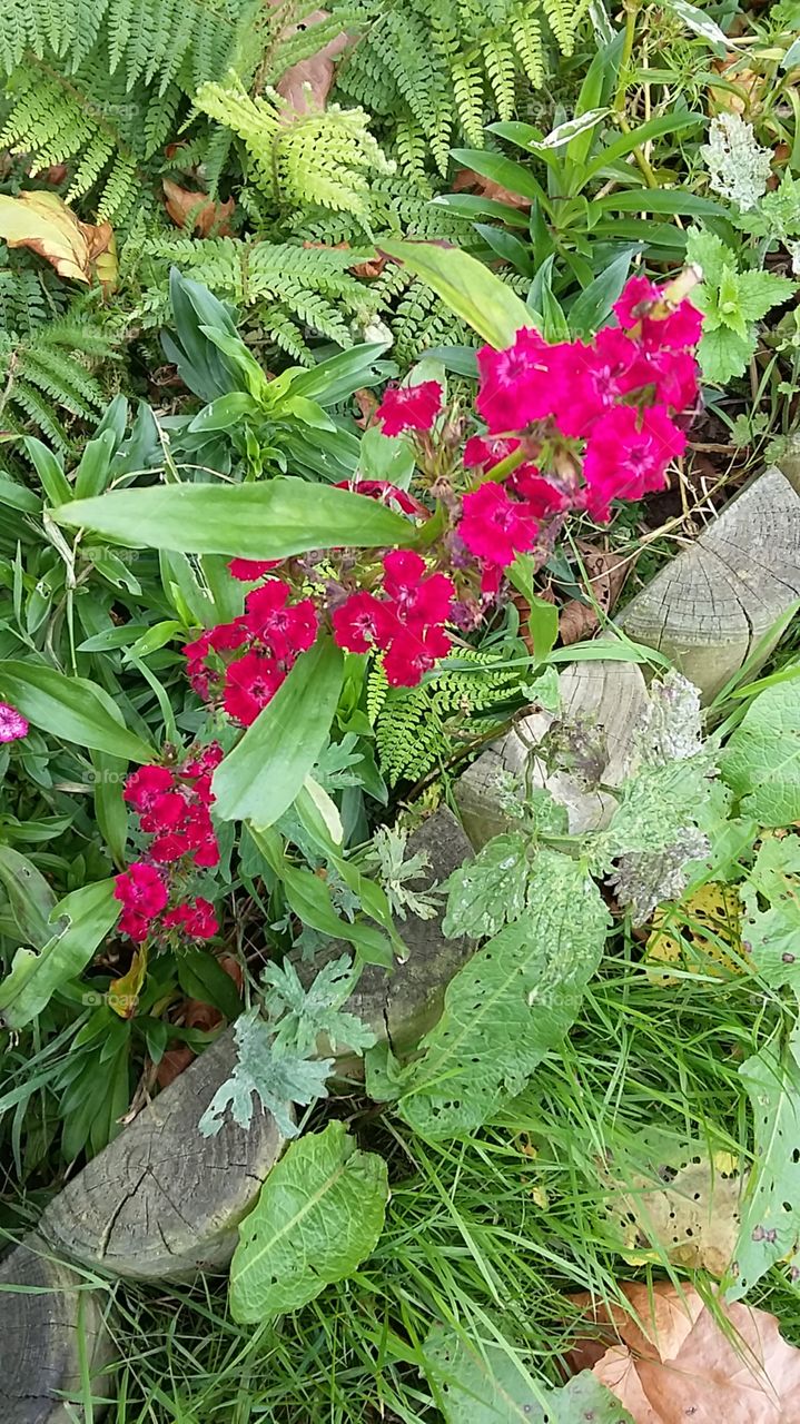 Red wild flower