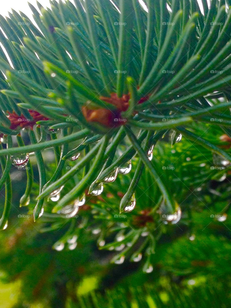 Water drops on pine tree. Early morning water on pine needles