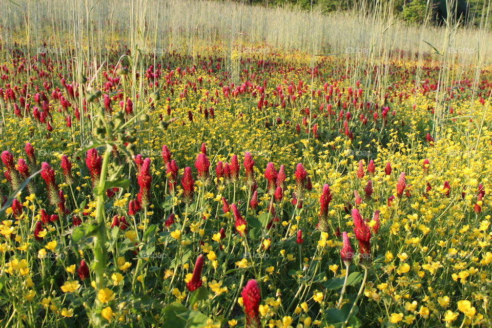 field flowers