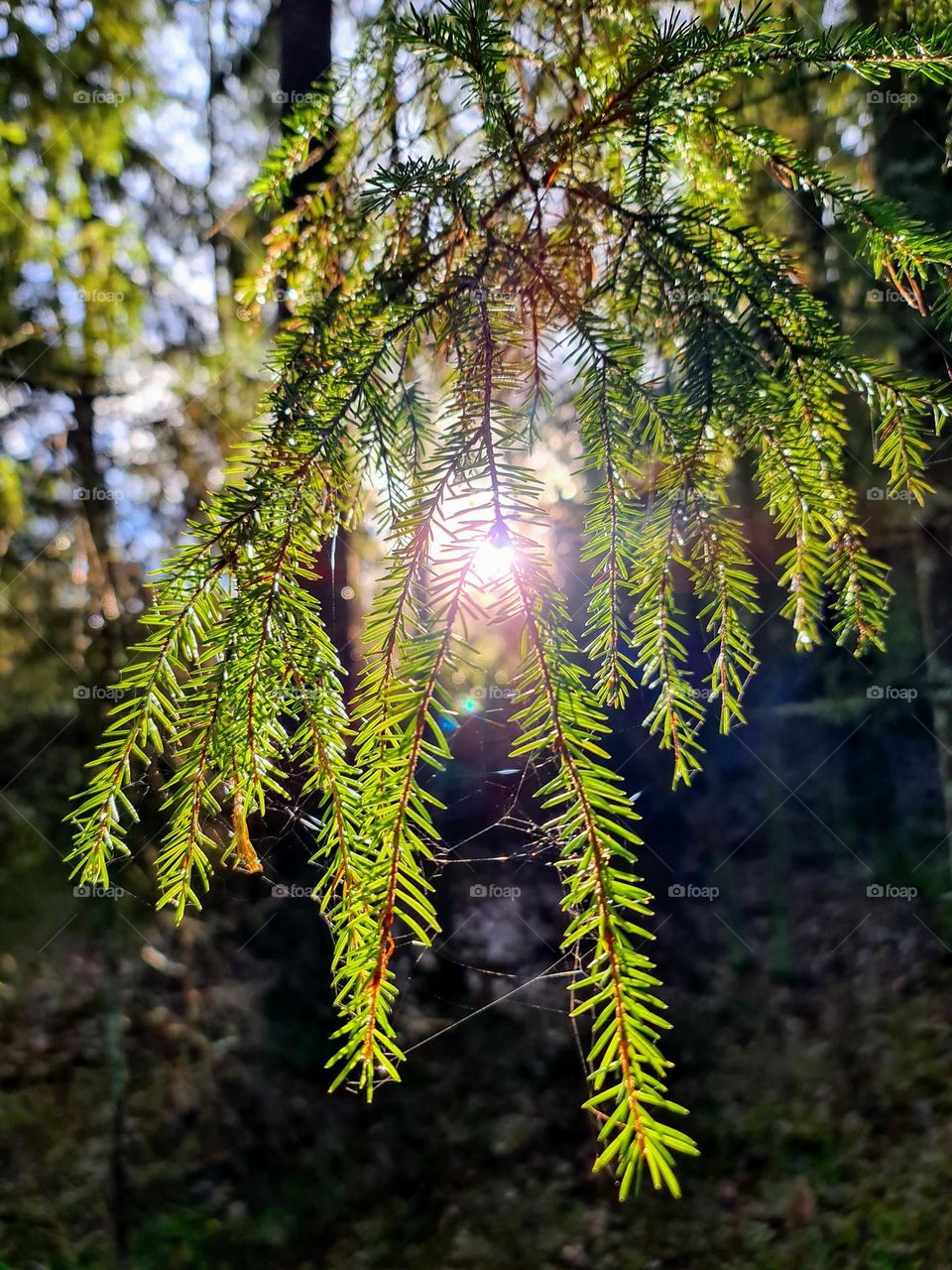 Gentle tranquil close up image of the green spruce branch with sun on the background visible through the needles 