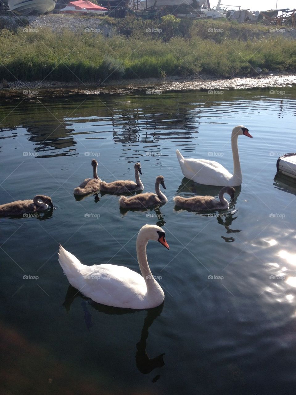 Swans, birds, family