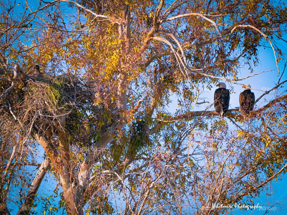 Two adult bald eagles perch on a branch and peer towards their nest, where a gray fuzzy headed baby eagle observes the world