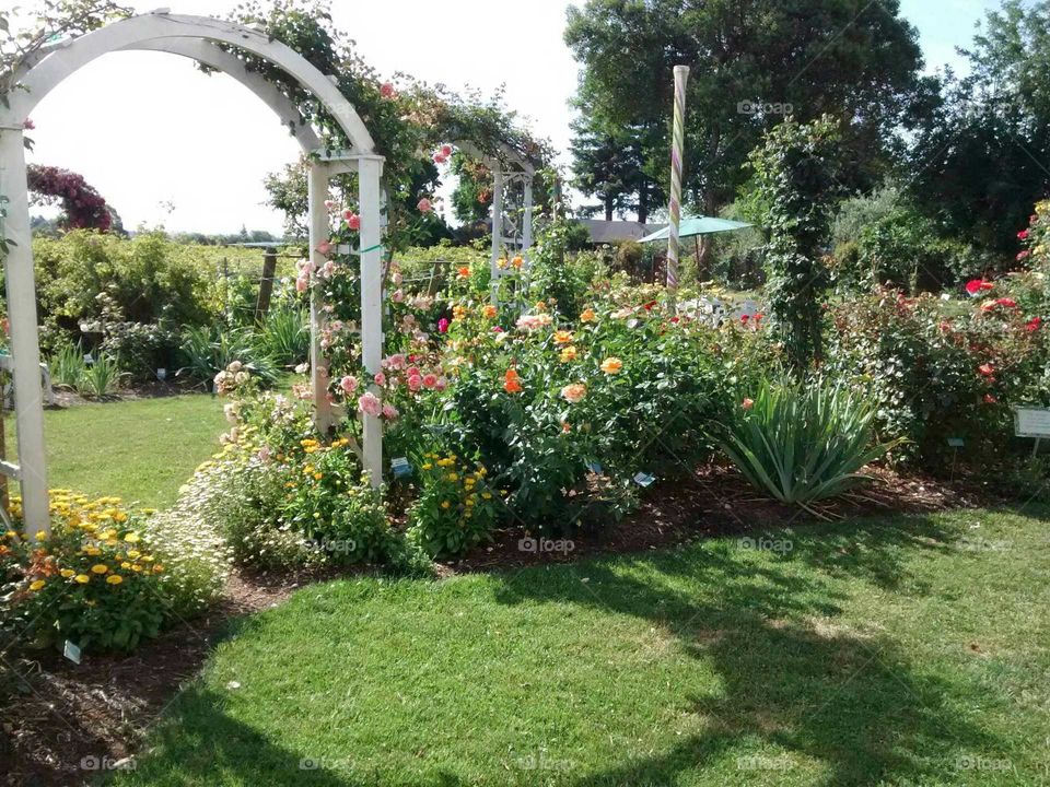 rose garden