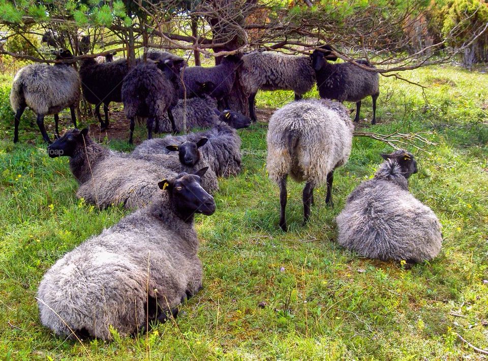 Close-up of sheeps on grassy field