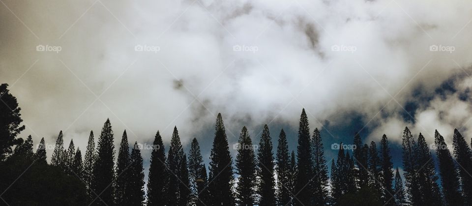 A line of trees against a beautiful blue sky in Maui. 