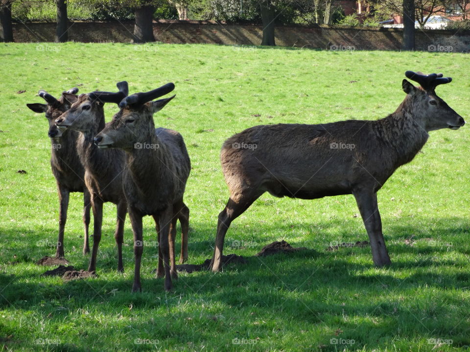 deers in local park