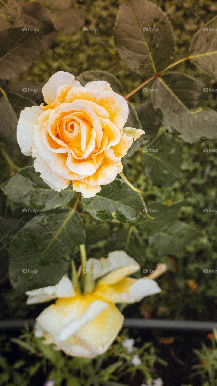 A white rose