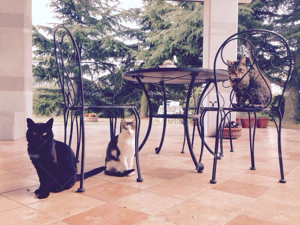 Cats on a countryside terrace
